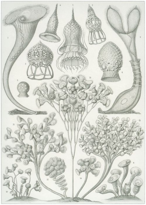 Haeckel, Ernst: Tafel 3: Ciliata. Wimperlinge