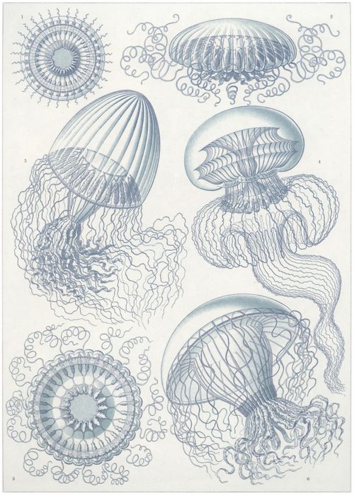 Haeckel, Ernst: Tafel 36: Leptomedusae. Faltenquallen