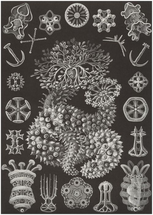 Haeckel, Ernst: Tafel 50: Thuroidea. Gurkensterne