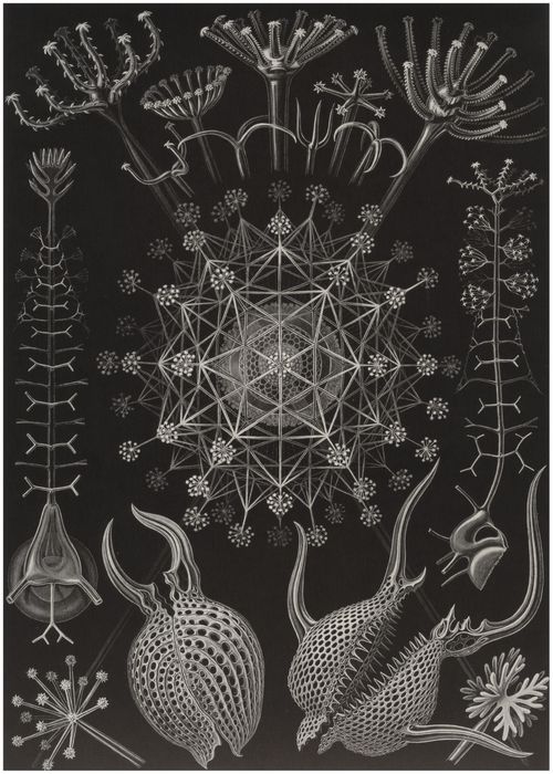 Haeckel, Ernst: Tafel 61: Phaeodaria. Rohrstrahlinge