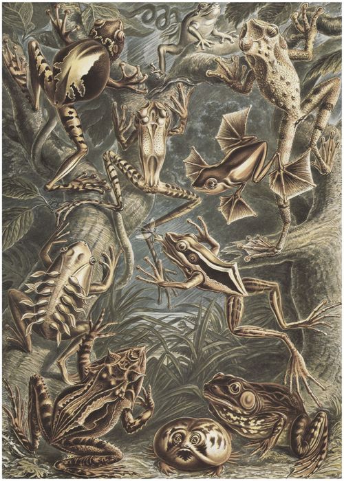 Haeckel, Ernst: Tafel 68: Batrachia. Fr�sche