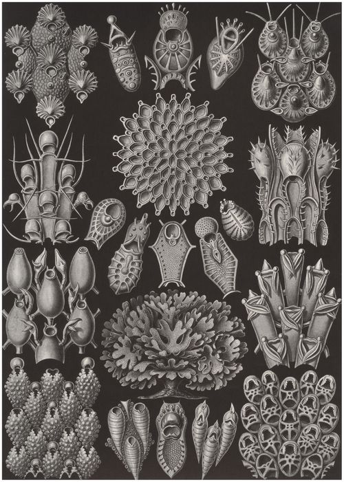 Haeckel, Ernst: Tafel 33: Bryozoa. Moostiere