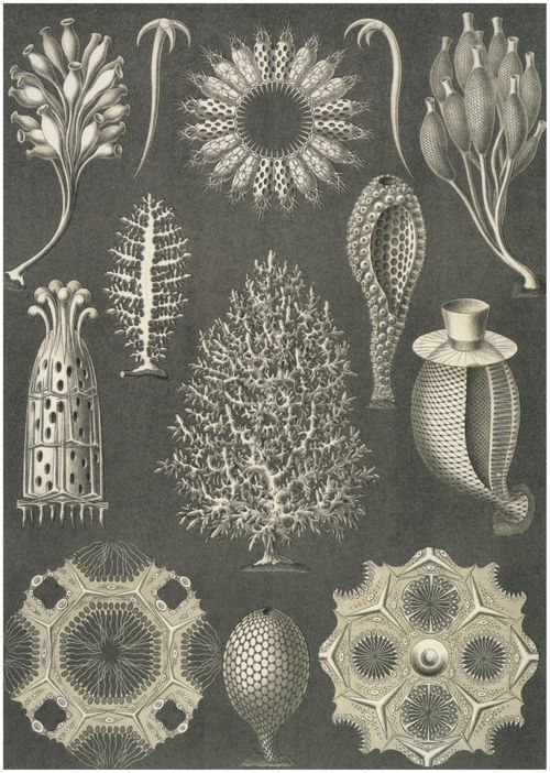 Haeckel, Ernst: Tafel 5: Calcispongiae. Kalkschw�mme