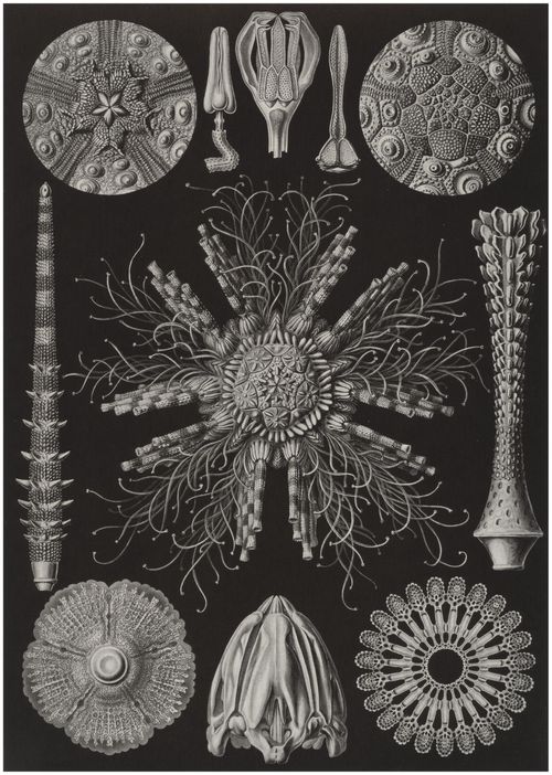 Haeckel, Ernst: Tafel 60: Echinidea. Igelsterne