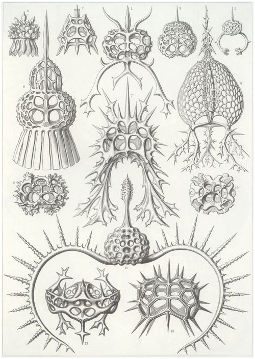 Haeckel, Ernst: Tafel 22: Spyroidea. N��chenstrahlinge