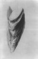 Raffael: Disputa, Studie, Draperie