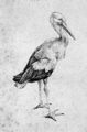 D�rer, Albrecht: Storch