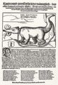 Waldt, Nicolas: Lebendiger Ichneumon aus �gypten