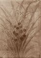 Leonardo da Vinci: Bl�hende Schilfgras