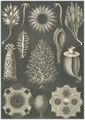 Haeckel, Ernst: Tafel 5: Calcispongiae. Kalkschw�mme
