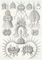 Haeckel, Ernst: Tafel 22: Spyroidea. N��chenstrahlinge