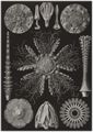 Haeckel, Ernst: Tafel 60: Echinidea. Igelsterne
