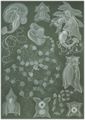 Haeckel, Ernst: Tafel 77: Siphonophorae. Staatsquallen
