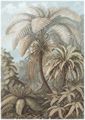 Haeckel, Ernst: Tafel 92: Filicinae. Laubfarne