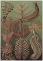 Haeckel, Ernst: Tafel 96: Chaetopoda. Borstenw�rmer