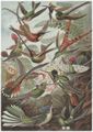 Haeckel, Ernst: Tafel 99: Trochilidae. Kolibris