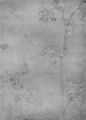Baldung Grien, Hans: Akelei, Bl�tenstengel