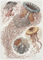 Haeckel, Ernst: Tafel 8: Discomedusae. Scheibenquallen