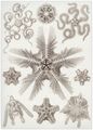Haeckel, Ernst: Tafel 10: Ophiodea. Schlangensterne