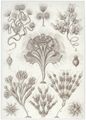 Haeckel, Ernst: Tafel 13: Flagellata. Gei�linge