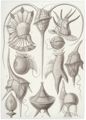 Haeckel, Ernst: Tafel 14: Peridinea. Gei�elh�tchen