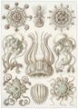 Haeckel, Ernst: Tafel 16: Narcomedusae. Spangenquallen