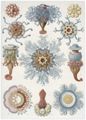 Haeckel, Ernst: Tafel 17: Siphonophorae. Staatsquallen