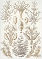Haeckel, Ernst: Tafel 25: Sertulariae. Reihenpolypen