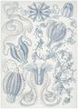 Haeckel, Ernst: Tafel 27: Ctenophorae. Kammquallen