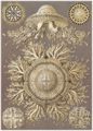 Haeckel, Ernst: Tafel 28: Discomedusae. Scheibenquallen