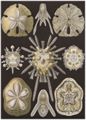Haeckel, Ernst: Tafel 30: Echinidea. Igelsterne