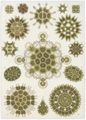 Haeckel, Ernst: Tafel 34: Melethallia. Gesellige Algetten