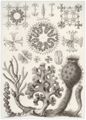 Haeckel, Ernst: Tafel 35: Hexactinellae. Glasschw�mme