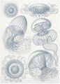 Haeckel, Ernst: Tafel 36: Leptomedusae. Faltenquallen