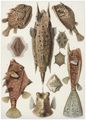 Haeckel, Ernst: Tafel 42: Ostraciontes. Kofferfische