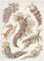 Haeckel, Ernst: Tafel 43: Nudibranchia. Nacktkiemen-Schnecken