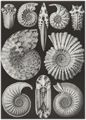 Haeckel, Ernst: Tafel 44: Ammonitida. Ammonsh�rner