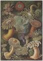 Haeckel, Ernst: Tafel 49: Actiniae. Seeanemonen