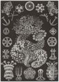 Haeckel, Ernst: Tafel 50: Thuroidea. Gurkensterne