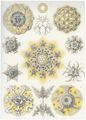 Haeckel, Ernst: Tafel 51: Polycyttaria. Vereins-Strahlinge