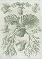 Haeckel, Ernst: Tafel 52: Filicinae. Laubfarne