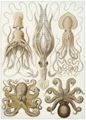 Haeckel, Ernst: Tafel 54: Gamochonia. Trichterkraken