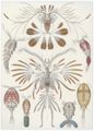 Haeckel, Ernst: Tafel 56: Copepoda. Ruderkrebse