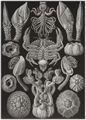Haeckel, Ernst: Tafel 57: Cirripedia. Rankenkrebse