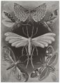 Haeckel, Ernst: Tafel 58: Tineida. Motten