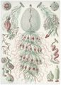 Haeckel, Ernst: Tafel 59: Siphonophorae. Staatsquallen