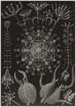 Haeckel, Ernst: Tafel 61: Phaeodaria. Rohrstrahlinge