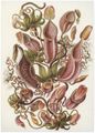 Haeckel, Ernst: Tafel 62: Nepenthaceae. Kannenpflanzen