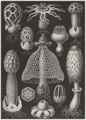 Haeckel, Ernst: Tafel 63: Basimycetes. Schwammpilze