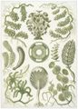 Haeckel, Ernst: Tafel 64: Siphoneae. Riesen-Algetten
